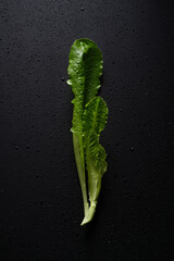 Young fresh lettuce leaf, abstract background.