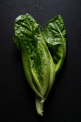 Young and fresh lettuce leaves on a black background with water drops.