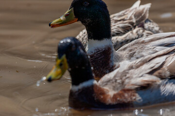 Nyaungshwe Township, Taunggyi District, Shan State, Myanmar