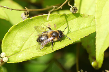 Female Chocolate mining bee or hawthorn bee (Andrena scotica) on a leaf of the shrub Deutzia with flower buds and old seed pods. Family mining bees (Andrenidae). Spring, April, Netherlands