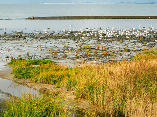 Seagulls in the salt marshes of East Frisia