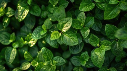 Close up of vibrant green leaves, perfect for nature backgrounds