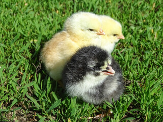 Little chickens in the grass in Romania