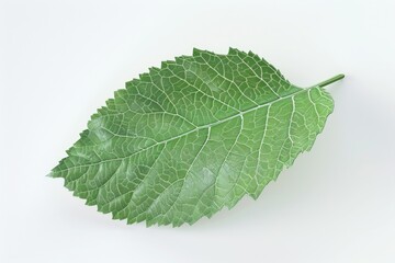 A vibrant green leaf resting on a clean white surface. Perfect for nature and environmental concepts