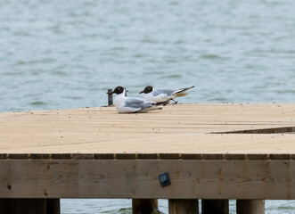 Two Black-headed gulls stand poised on a weathered wooden dock, their white feathers contrasting against the worn planks. Their distinctive dark hoods mark their breeding season.