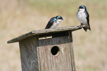 Tree swallows perched on a birdhouse during a spring season at the Pitt River Dike Scenic Point in Pitt Meadows, British Columbia, Canada
