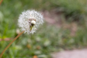 Close up of a dandelion in a garden