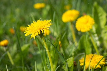 Close up of blooming yellow dandelion flowers