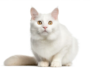 albino Katze auf vier bein isoliert auf weißen Hintergrund, Freisteller 