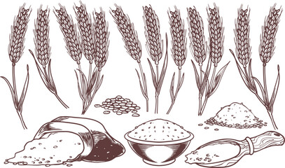 hand drawn engraving grains plant like wheat, soya bean and rice