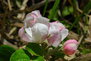 delicate blossom of a wild apple tree in a spring forest