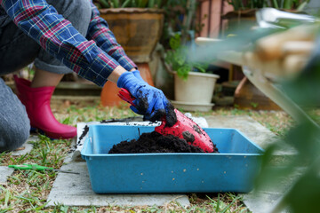Joyous Asian woman in blue gloves adds soil to shovel, potting plants. Engaged in gardening, vivid...