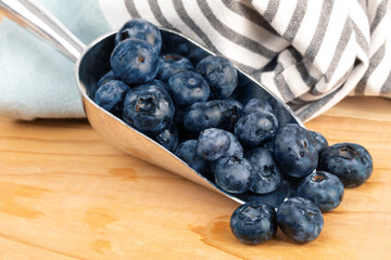 a baker's scoop of jumbo blueberries ready for use as an ingredient in baking
