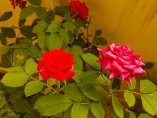 Beautiful rose flower blooming in garden, bee sitting in petals, nature photography, natural gardening background, floral wallpaper 