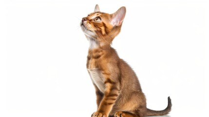 An adorable brown tabby kitten stands on guard, showing its length and attentive nature, with a white backdrop making it pop