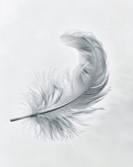 A feather is shown in a white background