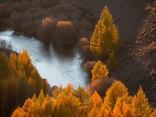 mountain river in valley with larch forest in autumn colors with