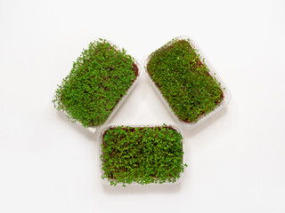 Naklejka premium Growing various micro-green plants at home in phytolamp light.