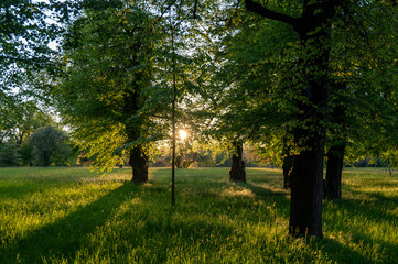 Abendsonne scheint durch die Bäume im Park