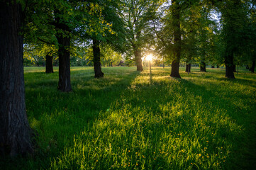 Fototapeta na wymiar Abendsonne scheint durch die Bäume im Park