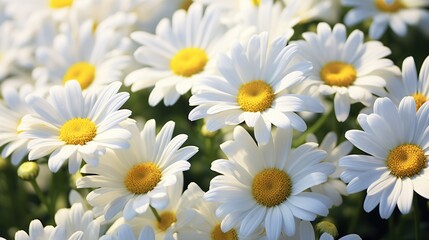 Fototapeta premium A vibrant close-up of beautiful white daisies with bright yellow centers basking in the natural sunlight