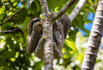 Fototapeta premium Three toes Sloth in Costa Rica