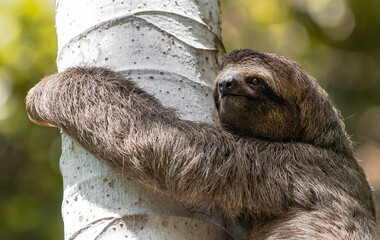 Three toes Sloth in Costa Rica © Matias Popoff