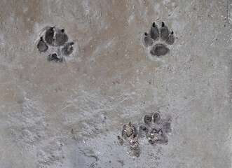 Dog tracks in wet dirt after rain. dog print paw in detail in the grey mud.