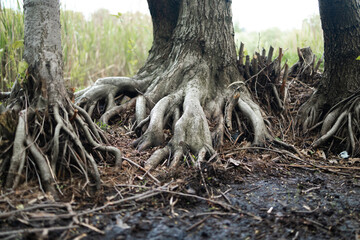 Old tree with roots. Mighty roots of an old tree in green forest in daytime. Beautiful intertwining roots of tree covered with grass in wood.