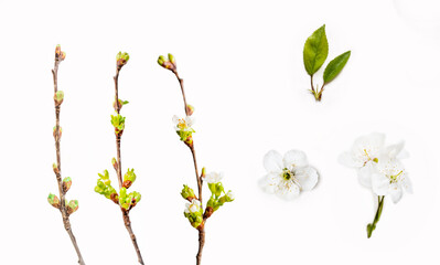 Spring flowers and branches of cherry fruit trees isolated on a white background
