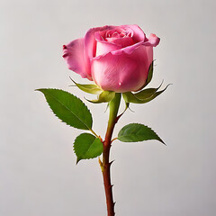 pink rose