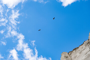Birds flying in the sky over Bluffs 
