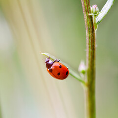 Ladybug on a branch of a garden plant. close-up, selective focus