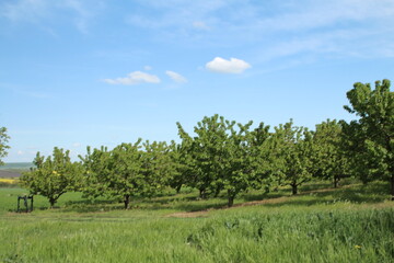 A group of trees in a field