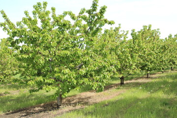 Fototapeta premium A tree in a field