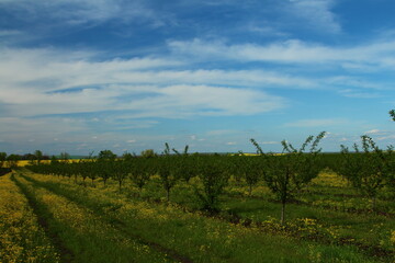 A field of green plants