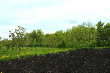 A group of trees in a field