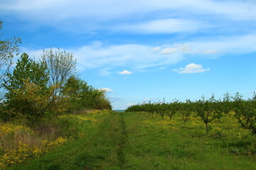 A grassy field with trees
