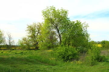 A grassy field with trees