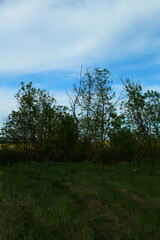 A grassy area with trees in the background