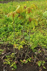 A plant with green leaves