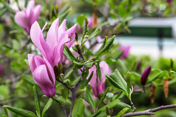 Magnolia blossom in the garden.