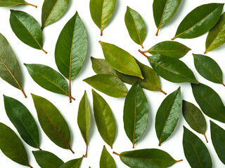 Fresh Laurel Leaves Spread. on a white background