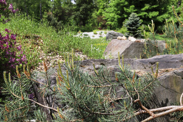 Luxurious rock garden with coniferous shrubs.