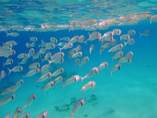 Indian mackerel (Rastrelliger kanagurta) in tropical sea. Shallow blue ocean and swimming silver...