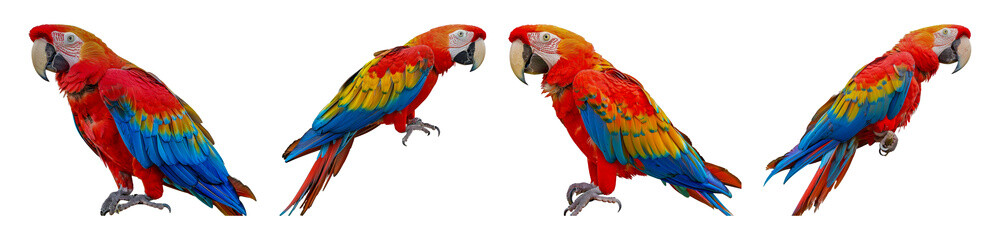 Vibrant scarlet macaws in different poses cut out png on transparent background