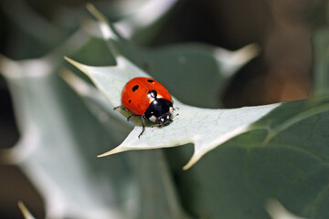 une coccinelle au soleil