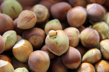 un asticot au milieu des noisettes