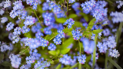 blue flowers in the garden 