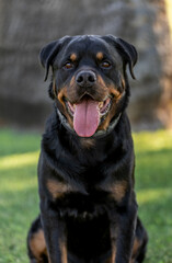Portrait of a Rottweiler outdoors at the park